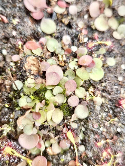 Utricularia tridentata