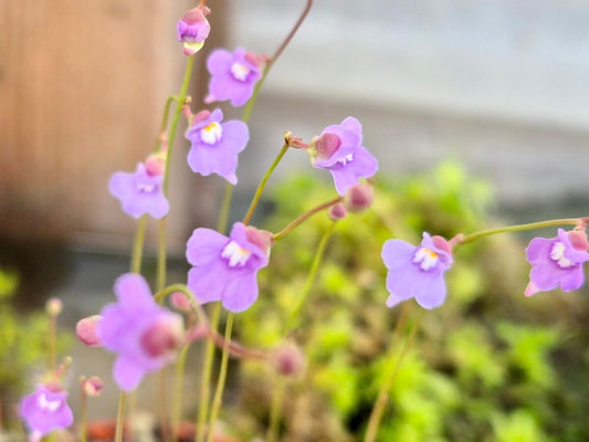 Utricularia tridentata
