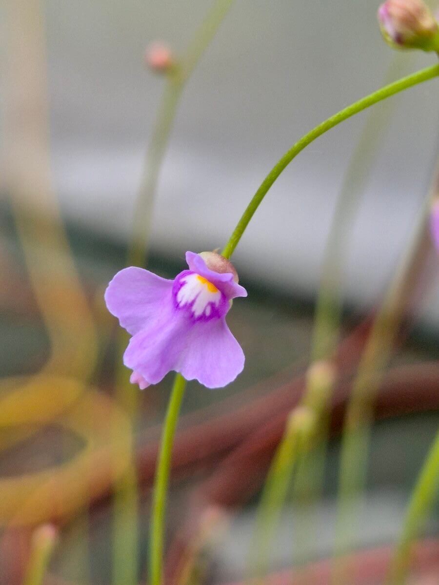 Utricularia tridentata