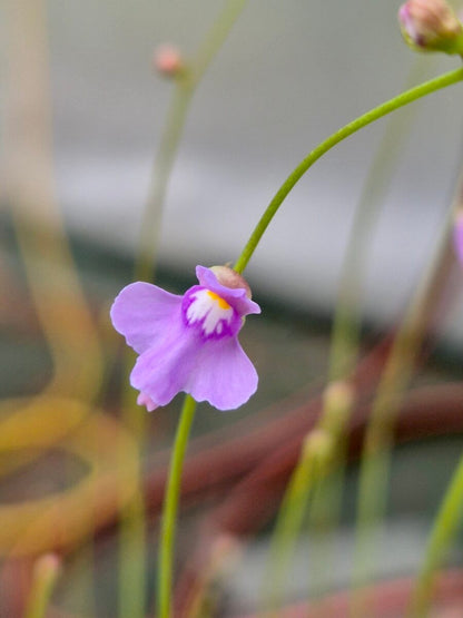 Utricularia tridentata