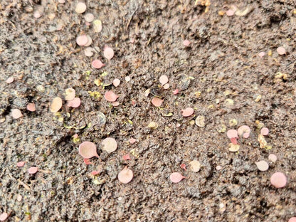 Utricularia tridentata