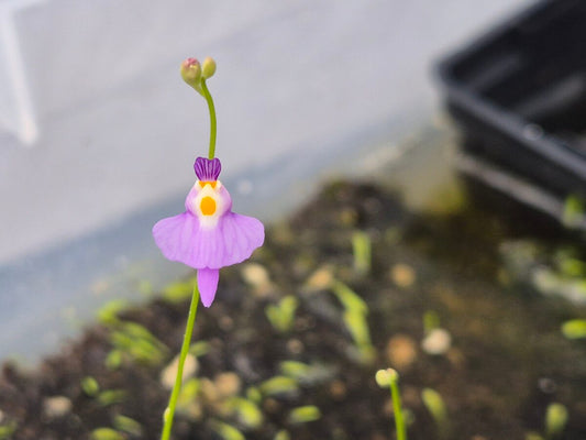 Utricularia warburgii