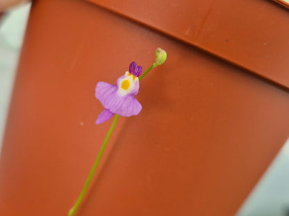 Utricularia warburgii