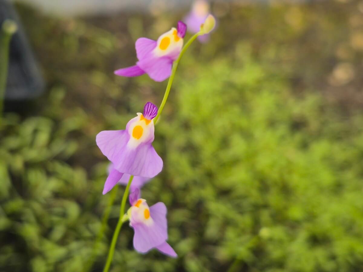 Utricularia warburgii