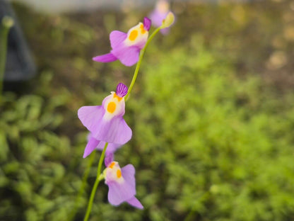 Utricularia warburgii
