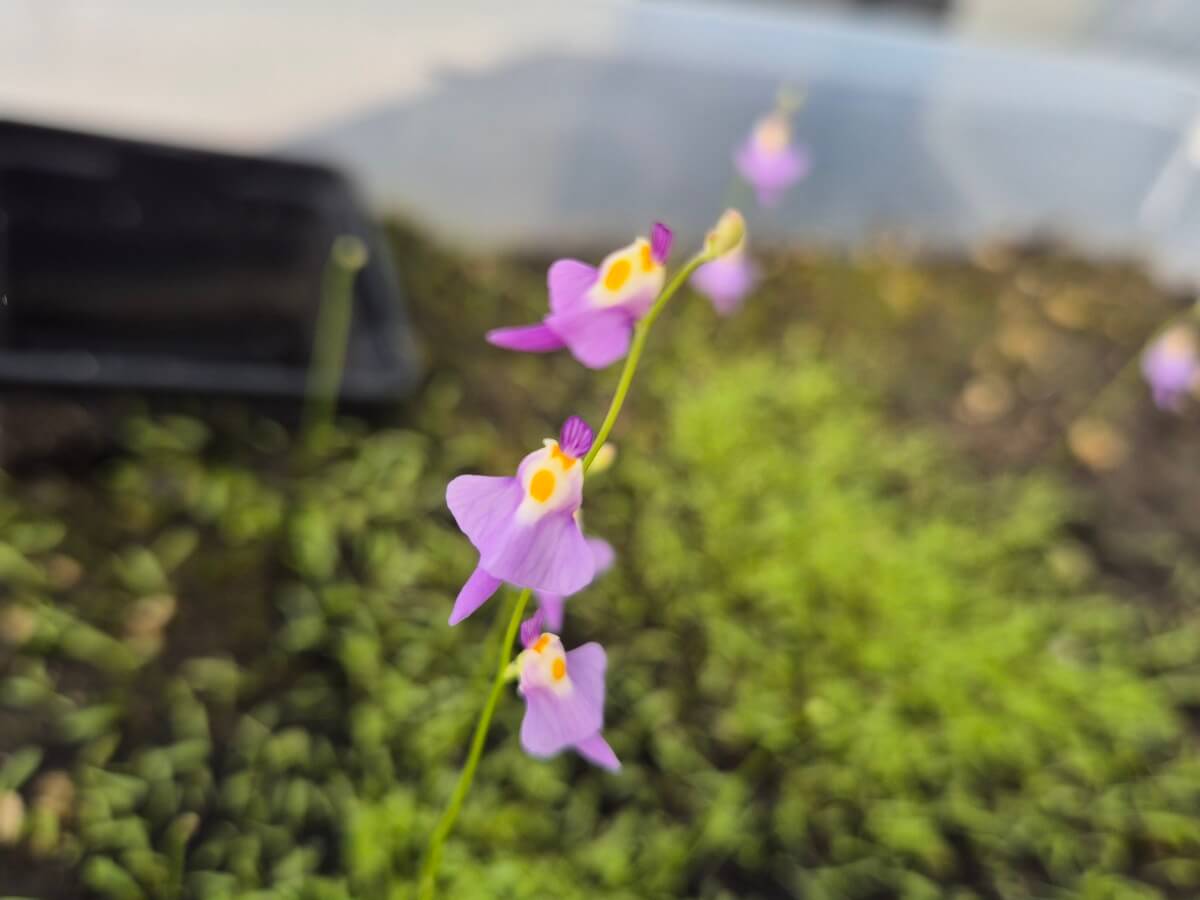 Utricularia warburgii
