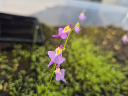 Utricularia warburgii