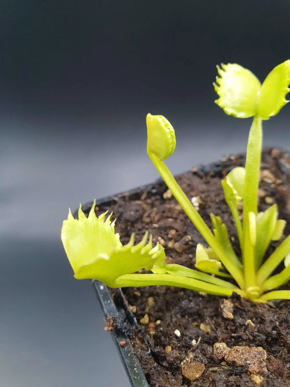 Plante carnivore Dionaea muscipula "Werewolf" à la pépinière Carnivore de Sologne