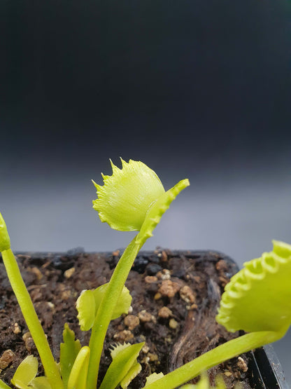 Dionaea muscipula 'Werewolf'