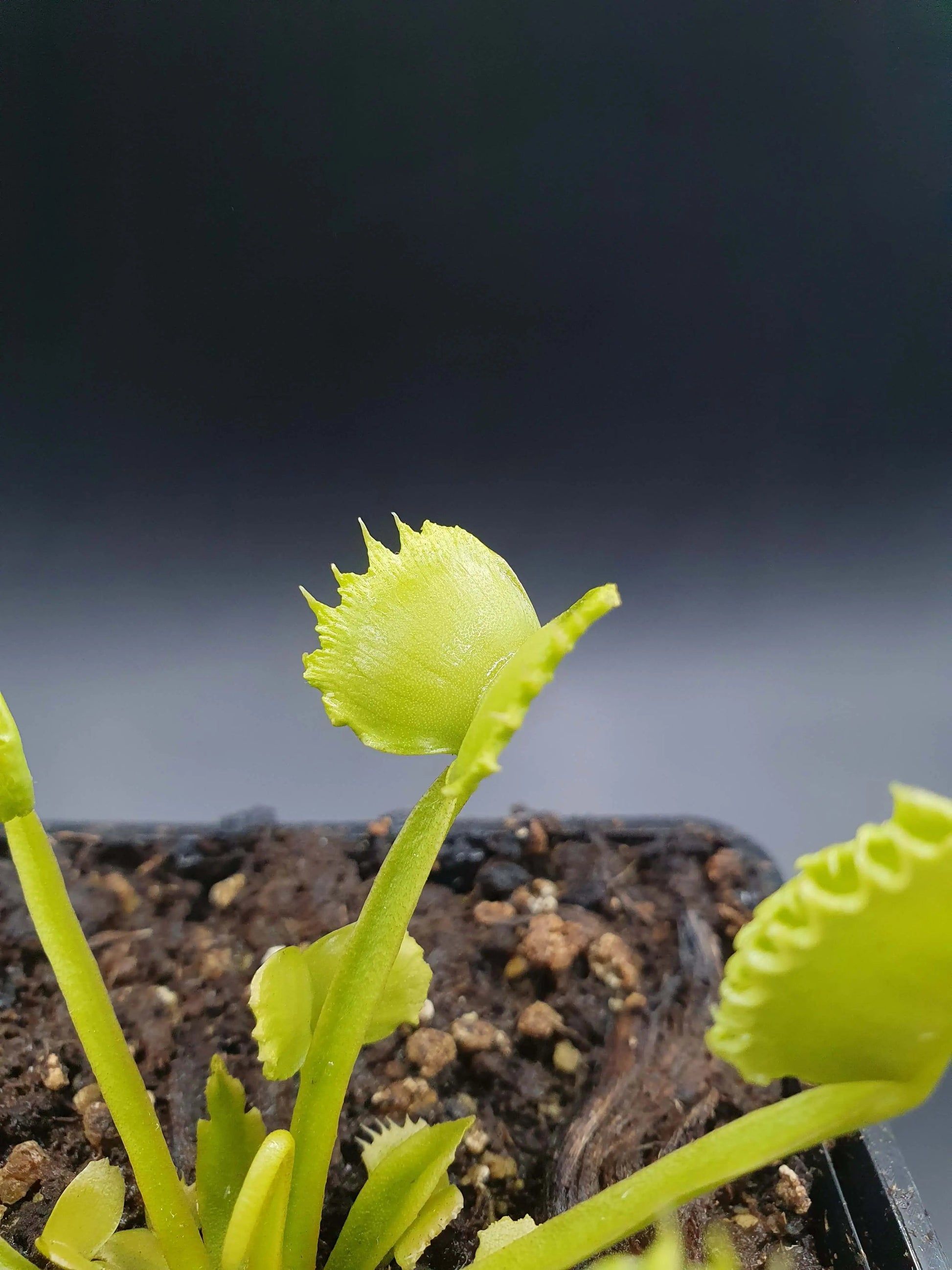 Plante carnivore Dionaea muscipula "Werewolf" dans son pot