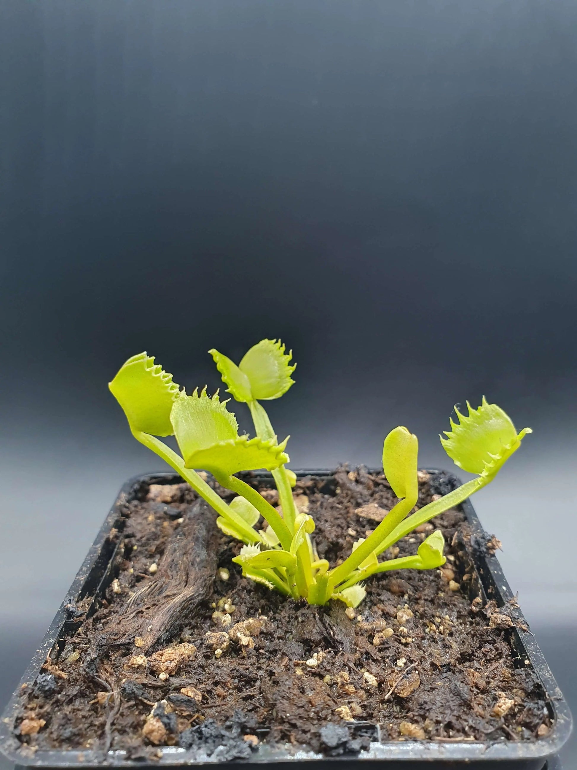 Plante carnivore Dionaea muscipula "Werewolf" gros plan sur les pièges