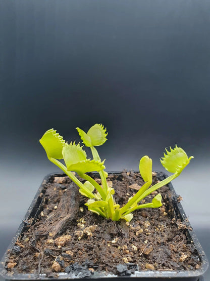 Plante carnivore Dionaea muscipula "Werewolf" gros plan sur les pièges