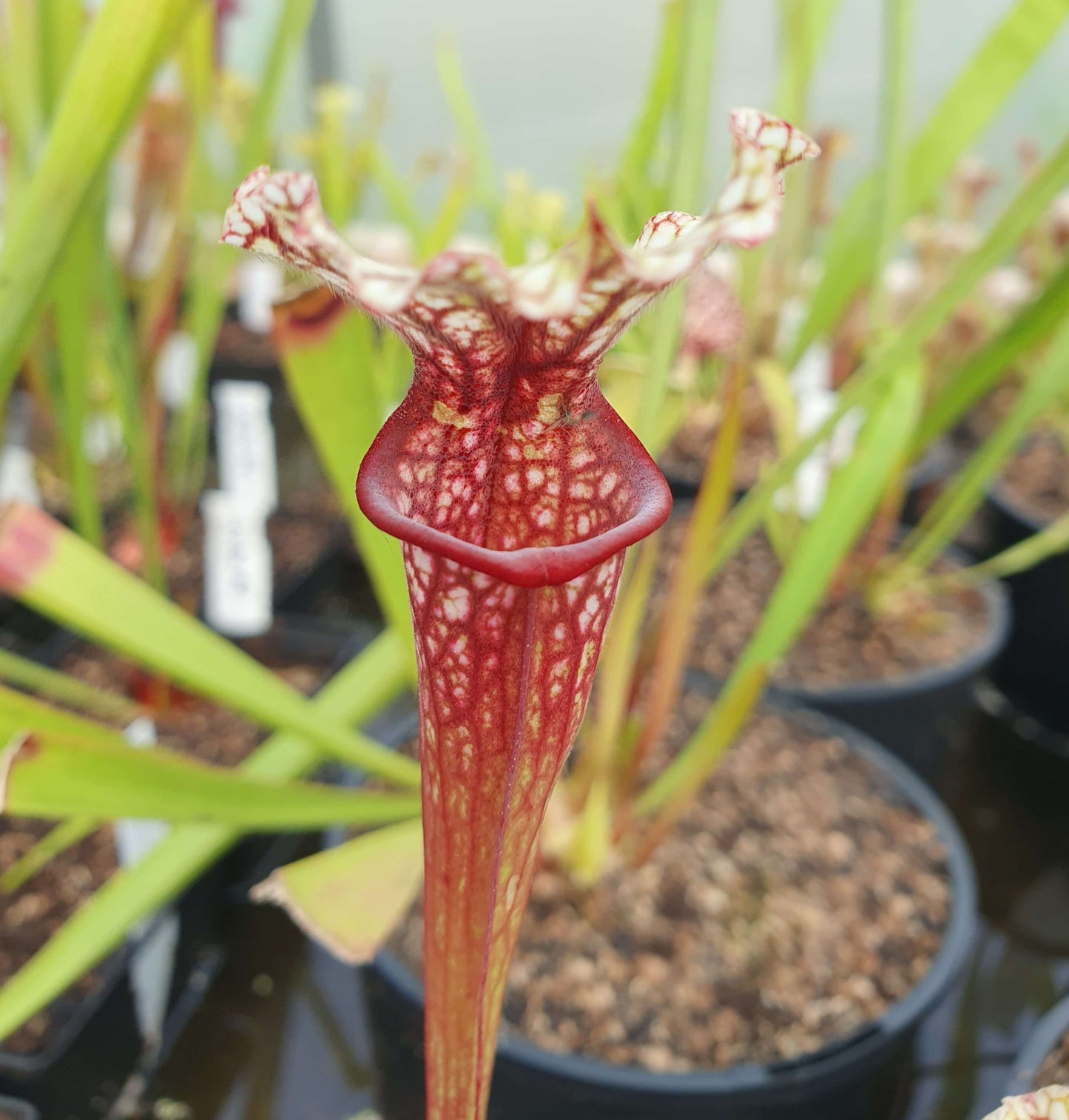 Sarracenia 'Wilkerson White Knight' x "Wilkerson Red"