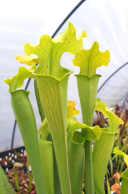 Sarracenia rubra ssp. alabamensis