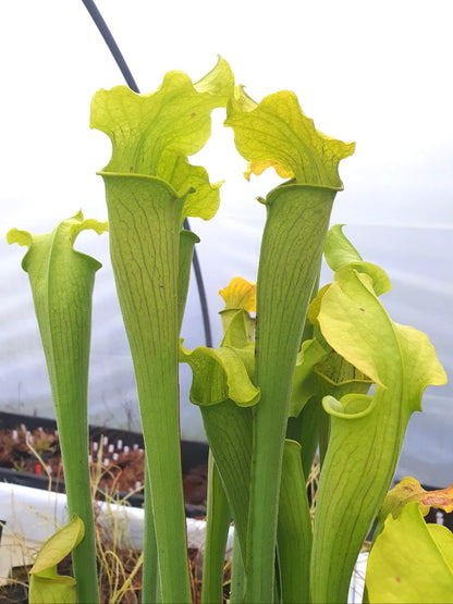 Sarracenia rubra ssp. alabamensis