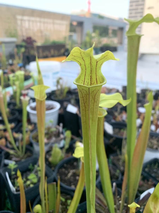 Sarracenia alata