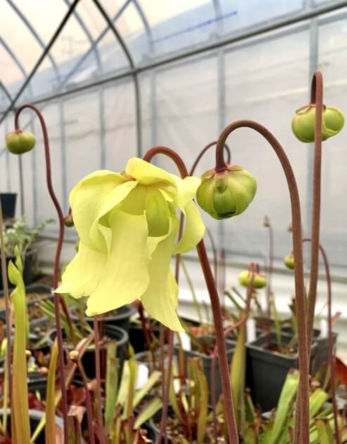 Sarracenia alata