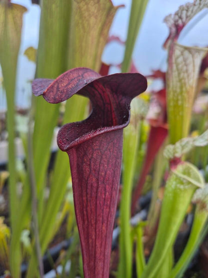 Sarracenia alata dark red tube, Desoto, West Louisiana