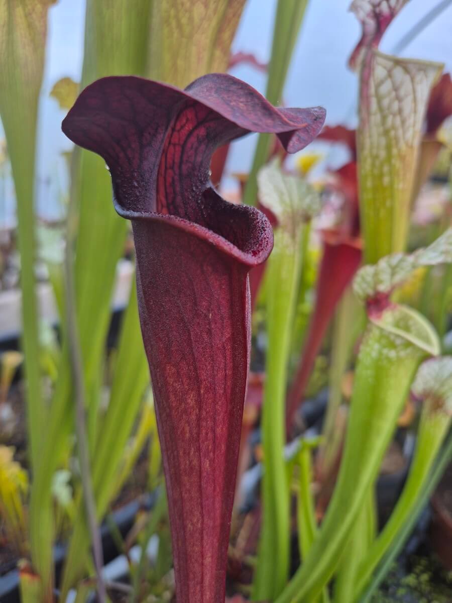 Sarracenia alata dark red tube, Desoto, West Louisiana