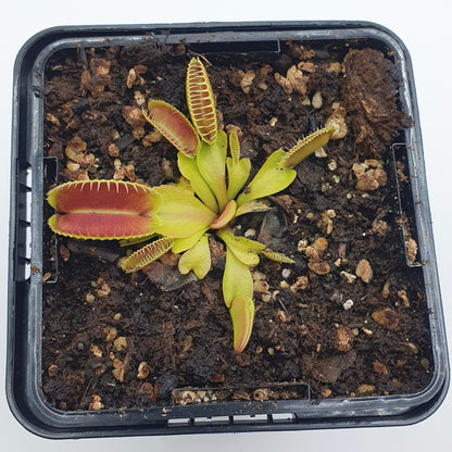 Dionaea muscipula 'Alien'