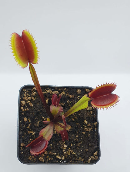 Dionaea muscipula "Amteborus"