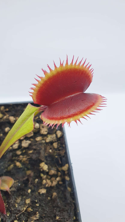 Dionaea muscipula "Amteborus"