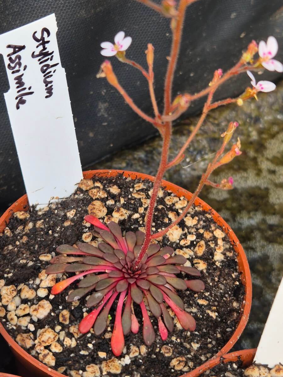 Stylidium assimile