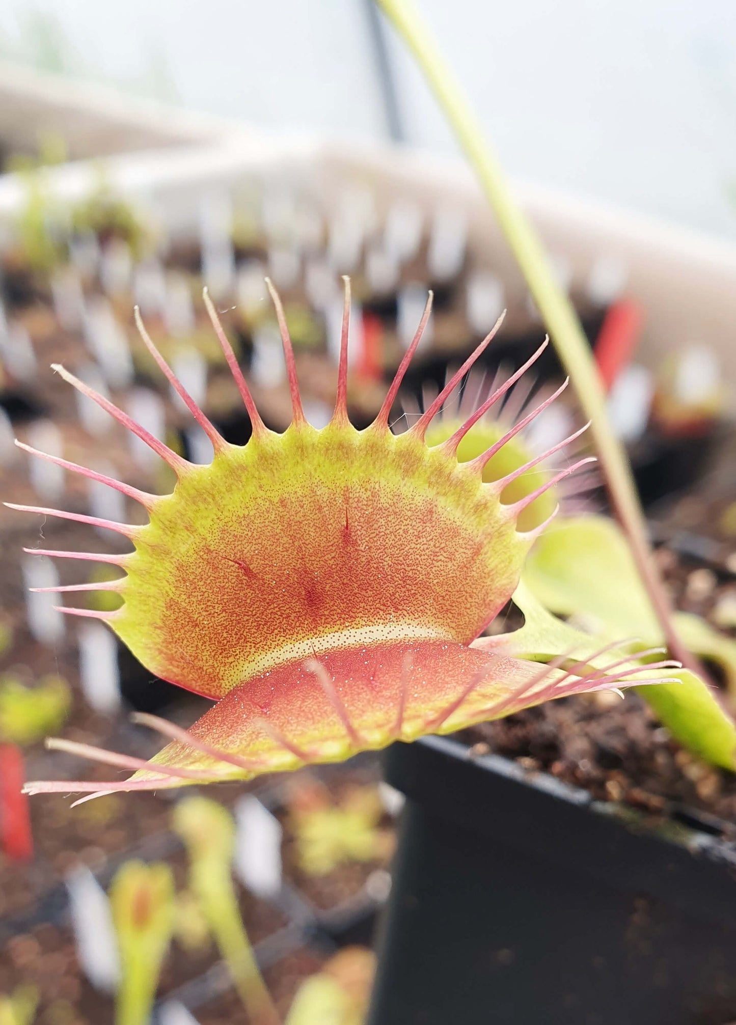 Dionaea muscipula 'Bimbo'