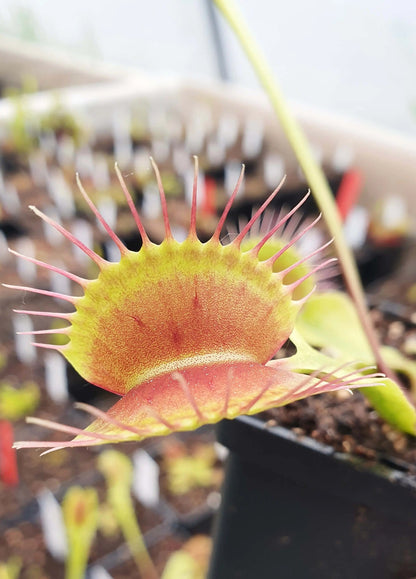 Plante carnivore Dionaea muscipula "Bimbo" gros pièges rouge orangé
