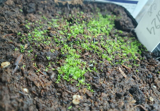 Graines de Drosera capensis 'Albino'