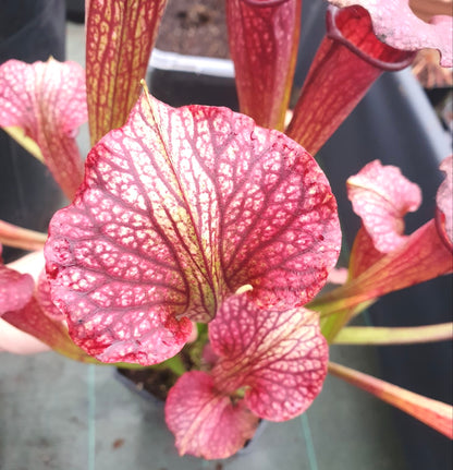 Sarracenia "Amber Veil" - ASX73 hybride