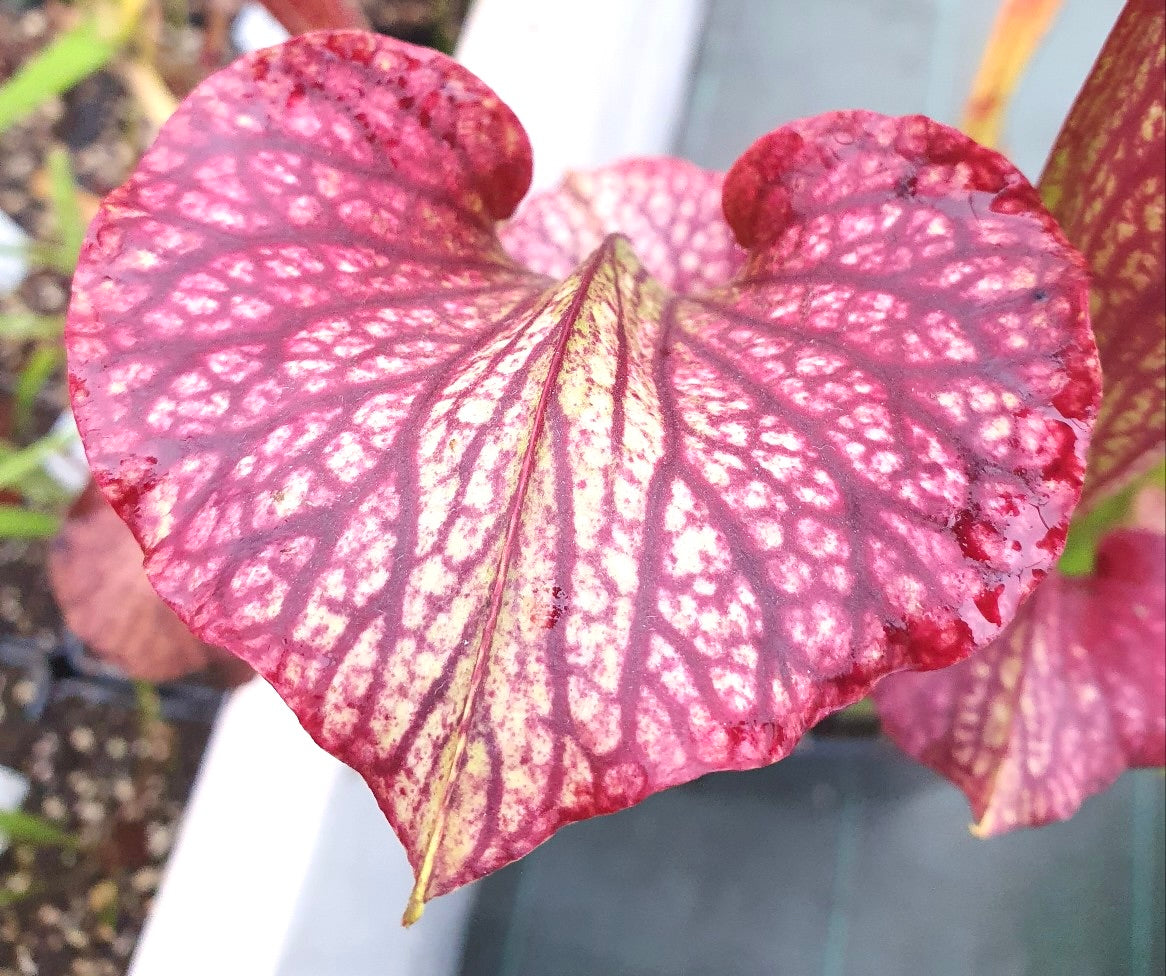 Sarracenia "Amber Veil" - ASX73 hybride