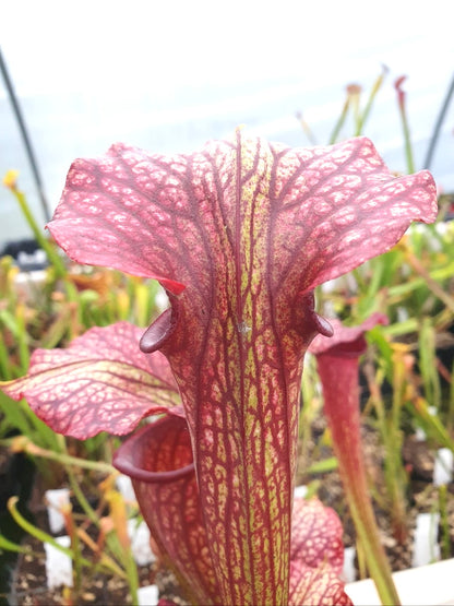 Sarracenia "Amber Veil" - ASX73 hybride