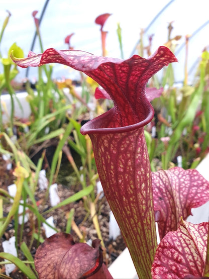 Sarracenia "Amber Veil" - ASX73 hybride