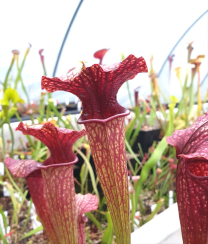 Sarracenia "Amber Veil" - ASX73 hybride