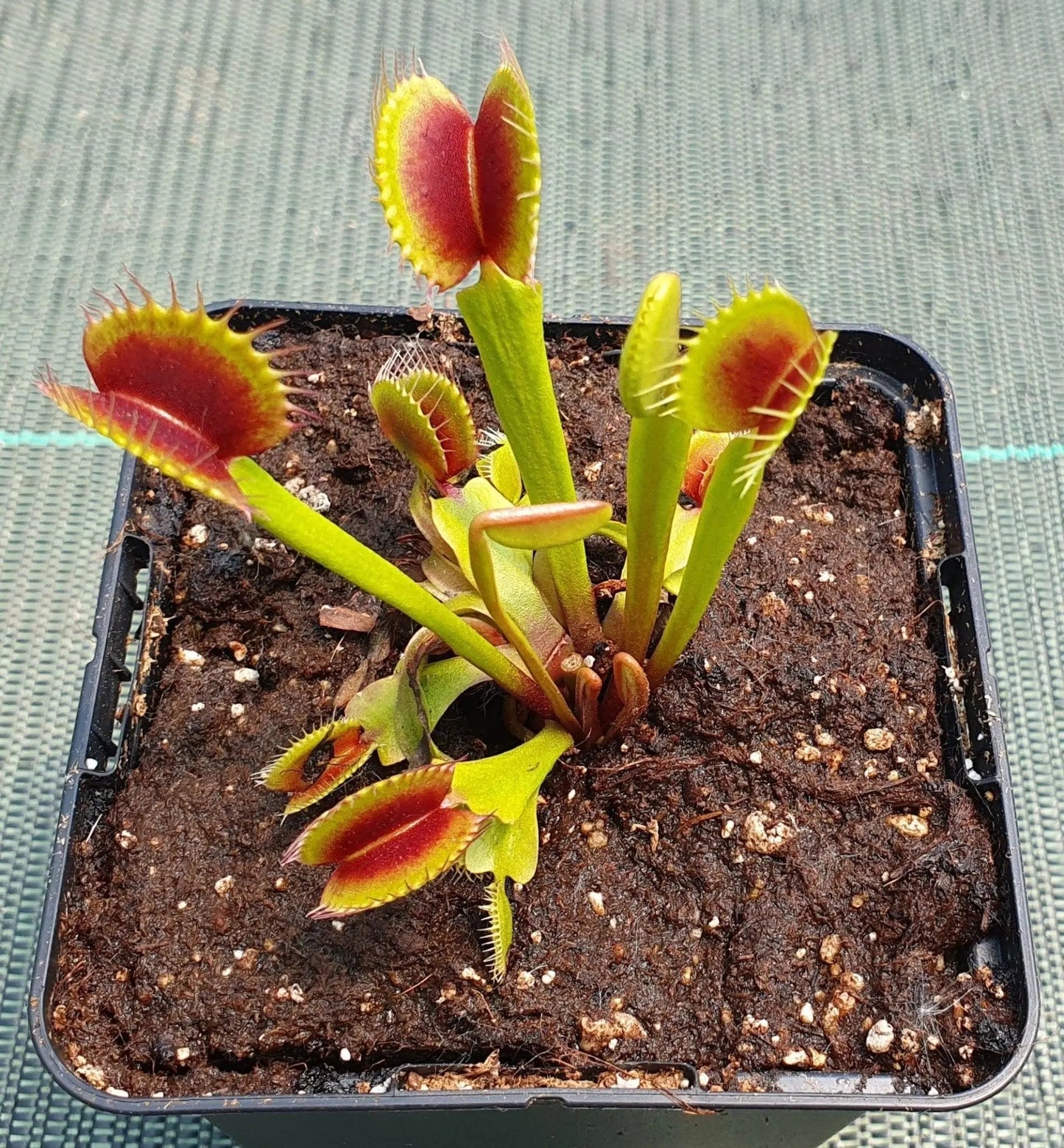 Plante carnivore Dionaea muscipula "ARPC" et ses pièges