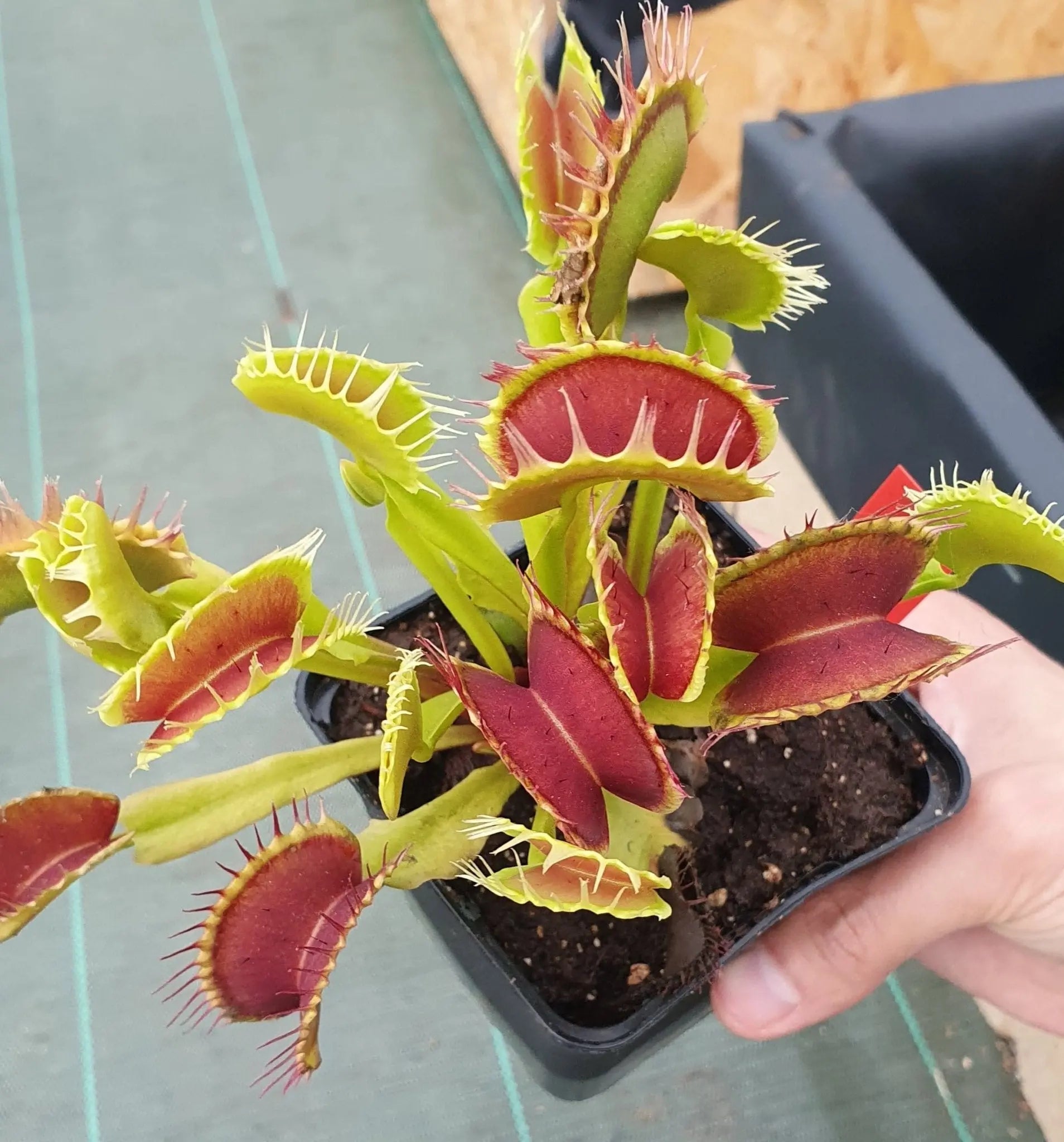 Plante carnivore Dionaea muscipula "Extreme Fused Tooth" piège avec dents fusionnées