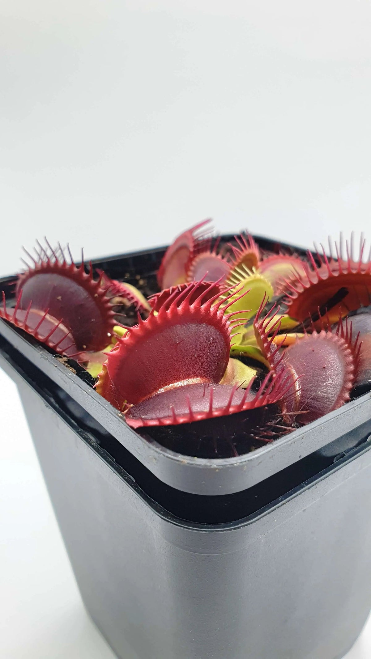 Plante carnivore Dionaea muscipula "Rouge Sombre" pièges rouge foncé larges