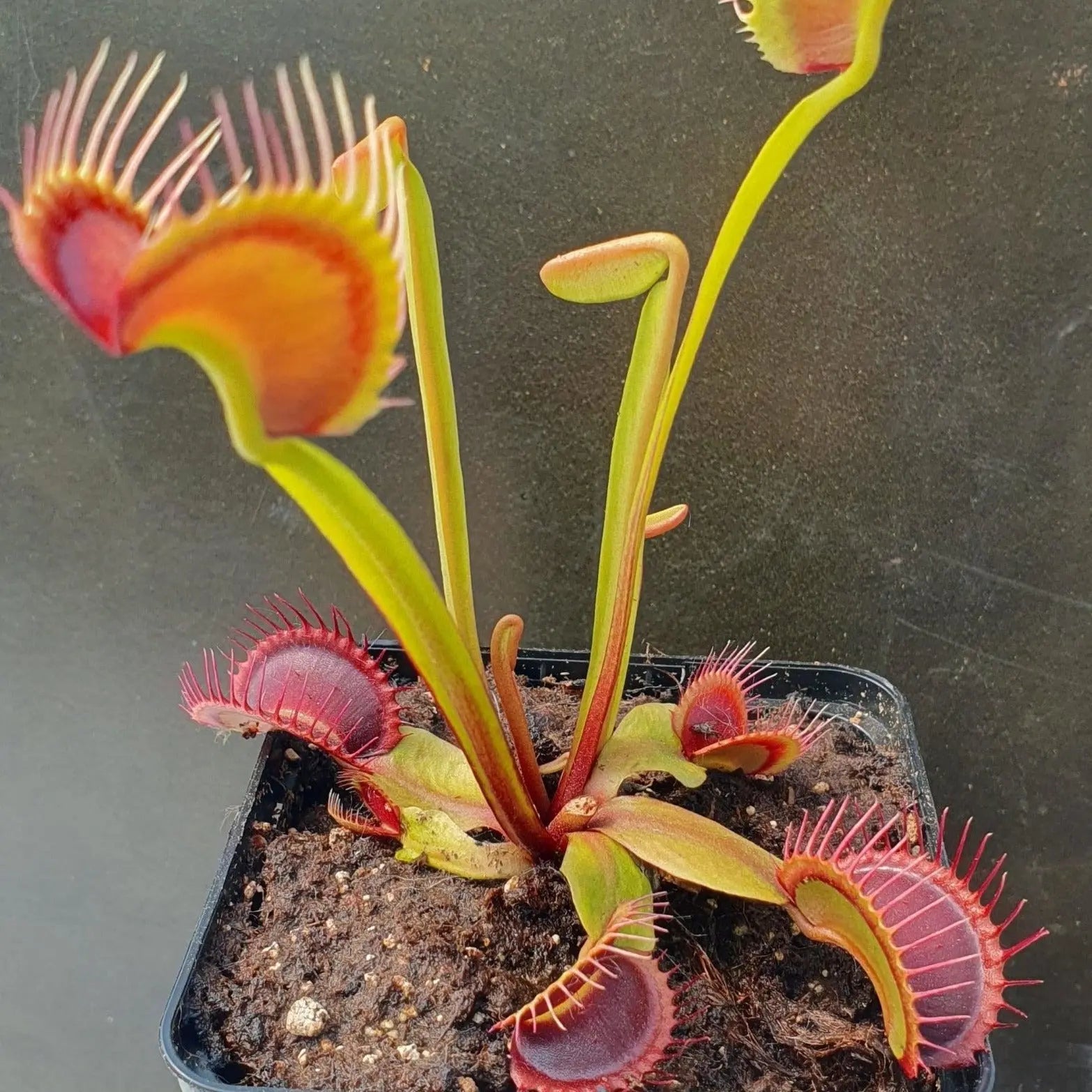 Plante carnivore Dionaea muscipula "Rouge Sombre" dans son pot
