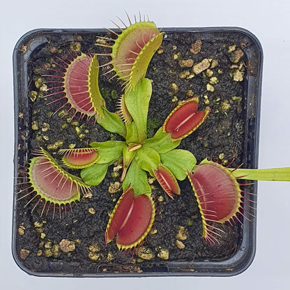 Dionaea muscipula "Eyelashes" 