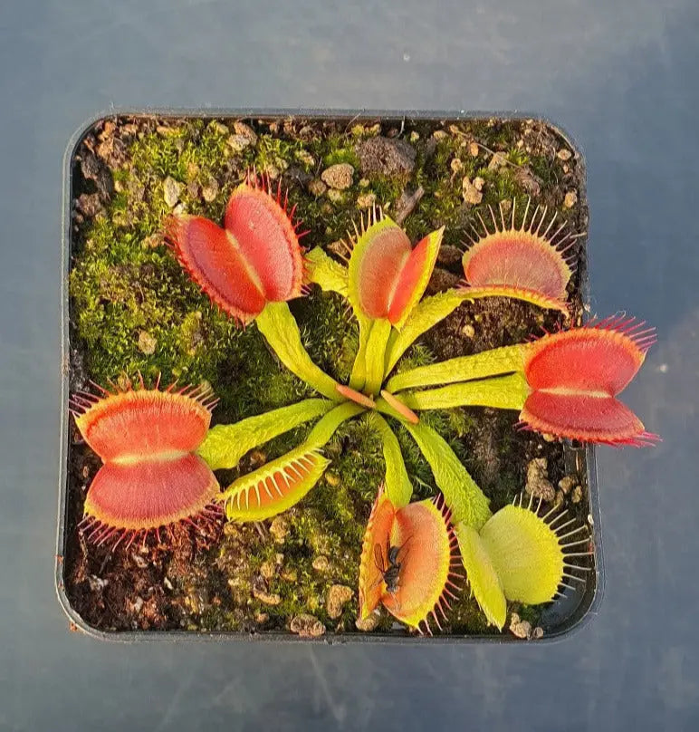 Plante carnivore Dionaea muscipula "Schuppenstiel I" pétioles écailles de dragon