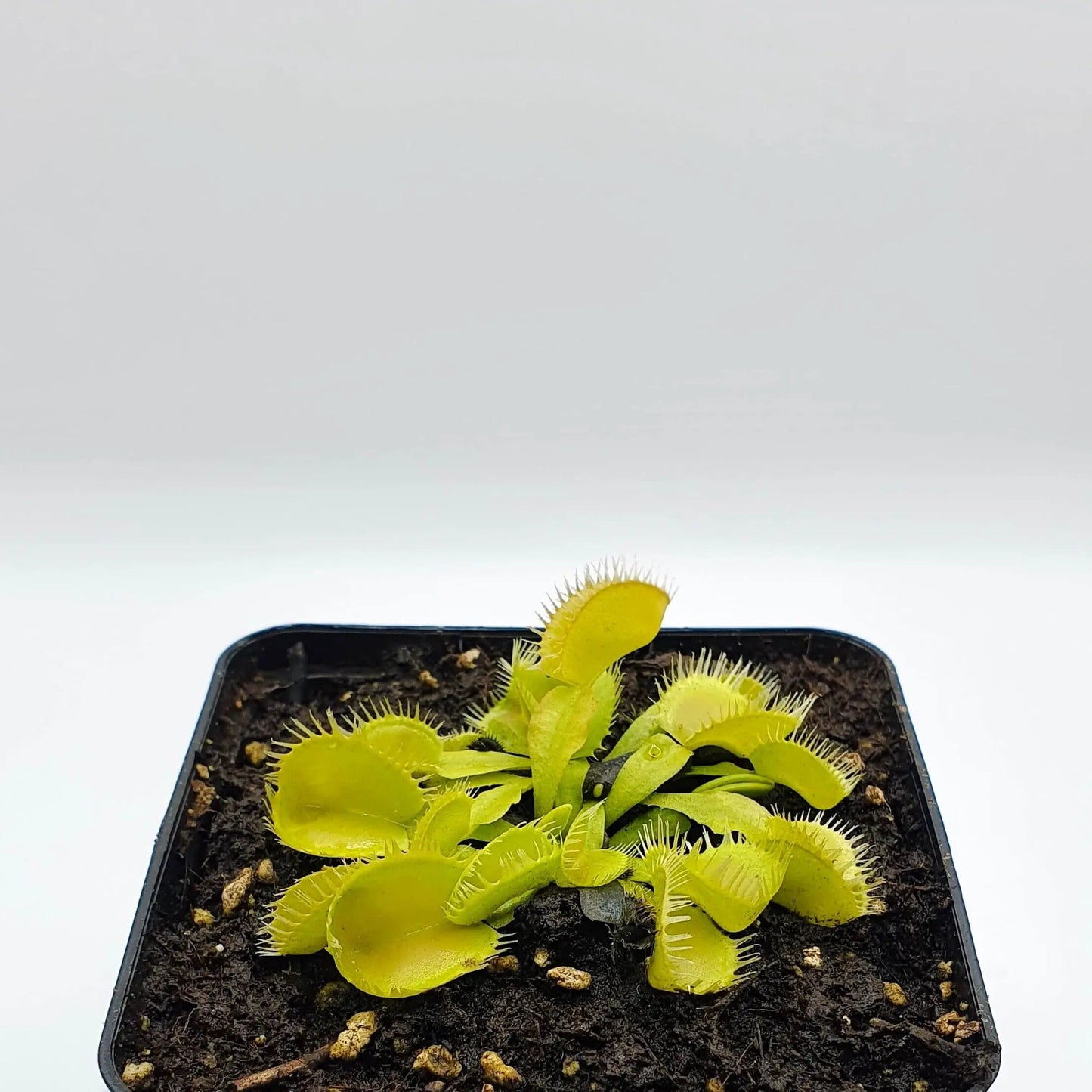 Plante carnivore Dionaea muscipula "Triton" dans son pot