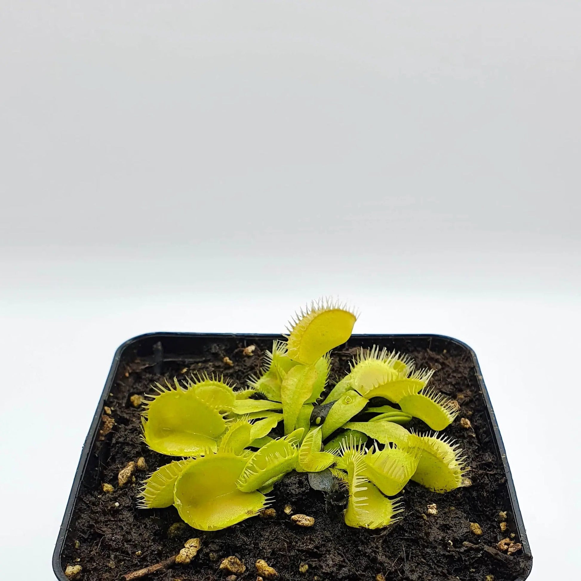 Plante carnivore Dionaea muscipula "Triton" dans son pot