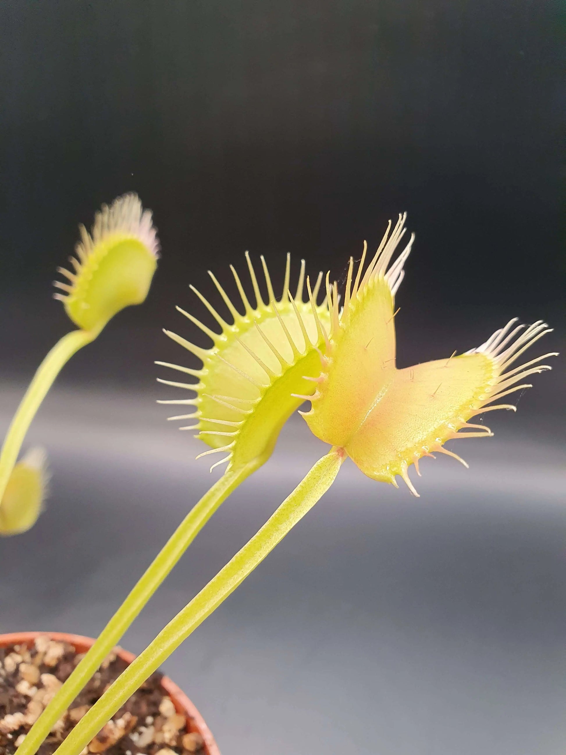 Plante carnivore Dionaea muscipula "Filiformis Verte" piège érigé vert