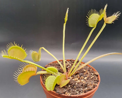 Plante carnivore Dionaea muscipula "Filiformis Verte" dans son pot
