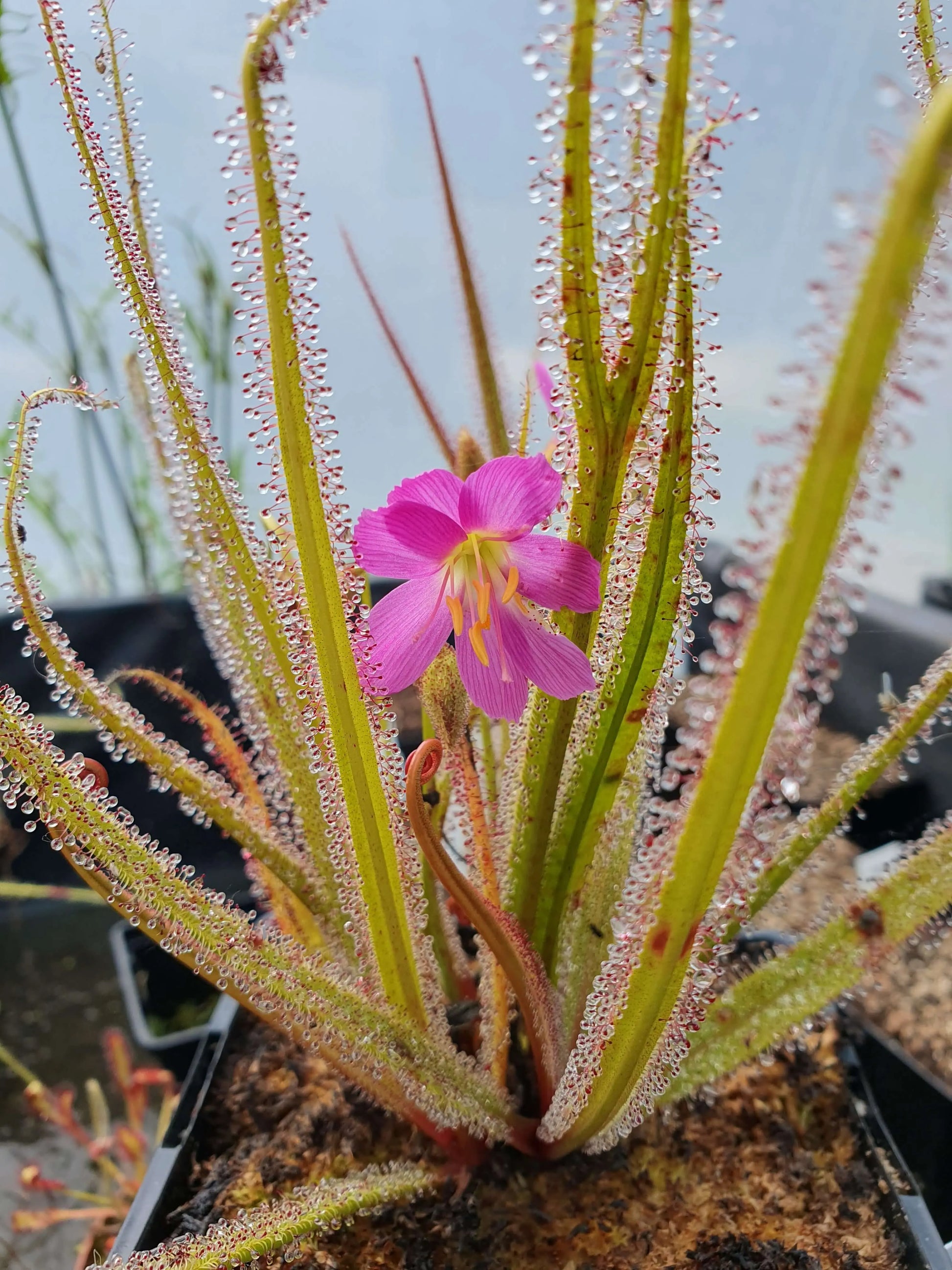 Drosera regia longues feuilles tentacules dressées