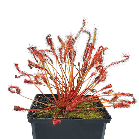 Drosera capensis "All Red"