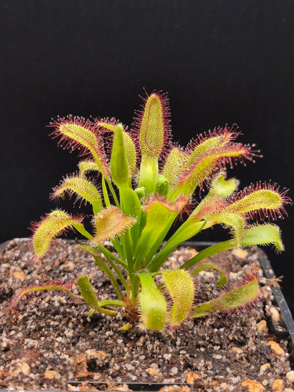 Drosera 'Hercules'