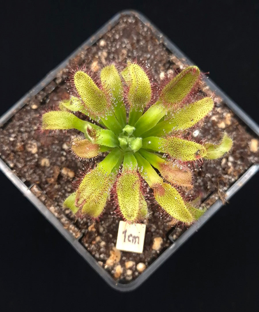 Drosera 'Hercules'