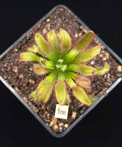 Drosera 'Hercules'